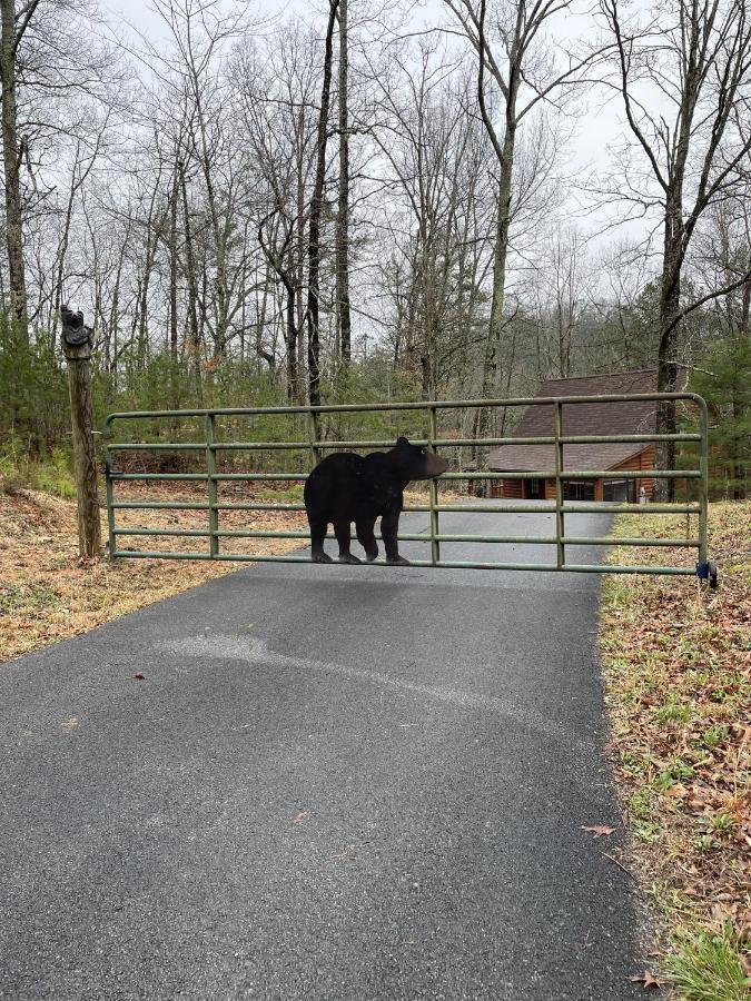 Great Smoky Mountains Cabin!, Secluded, Pet-Kid Friendly! Sevierville Dış mekan fotoğraf